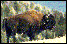 [Buffalo]